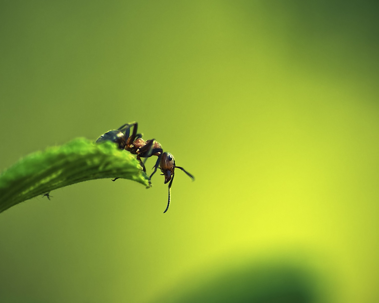 Муравей на листке