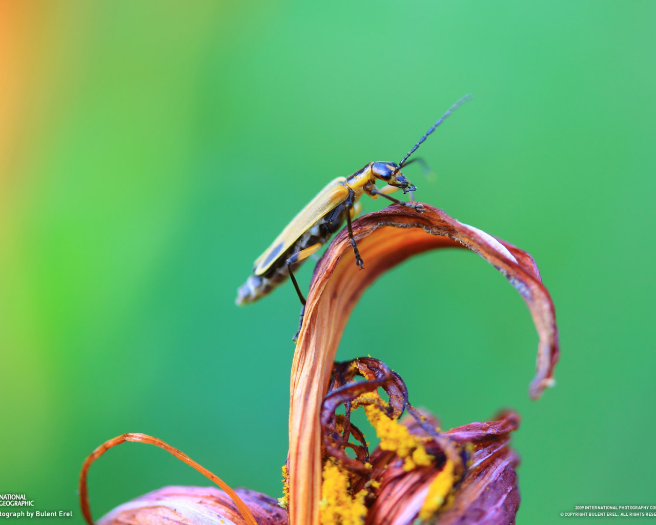 Жук сидит на цветке