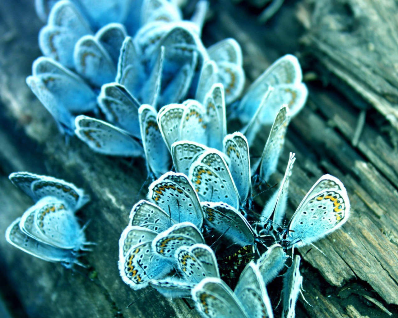 Голубые бабочки