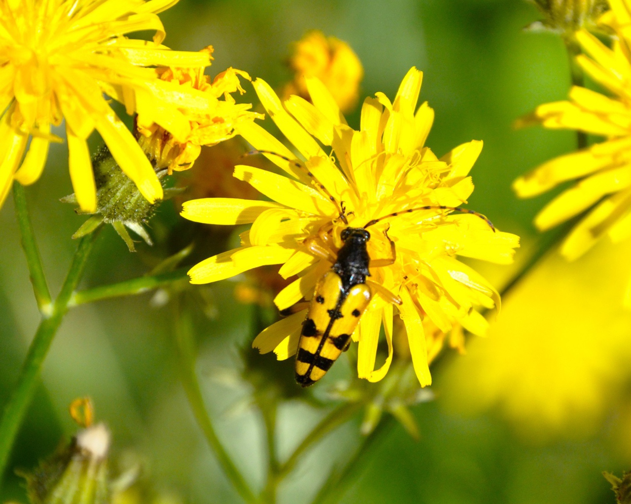 Жук на желтом цветке