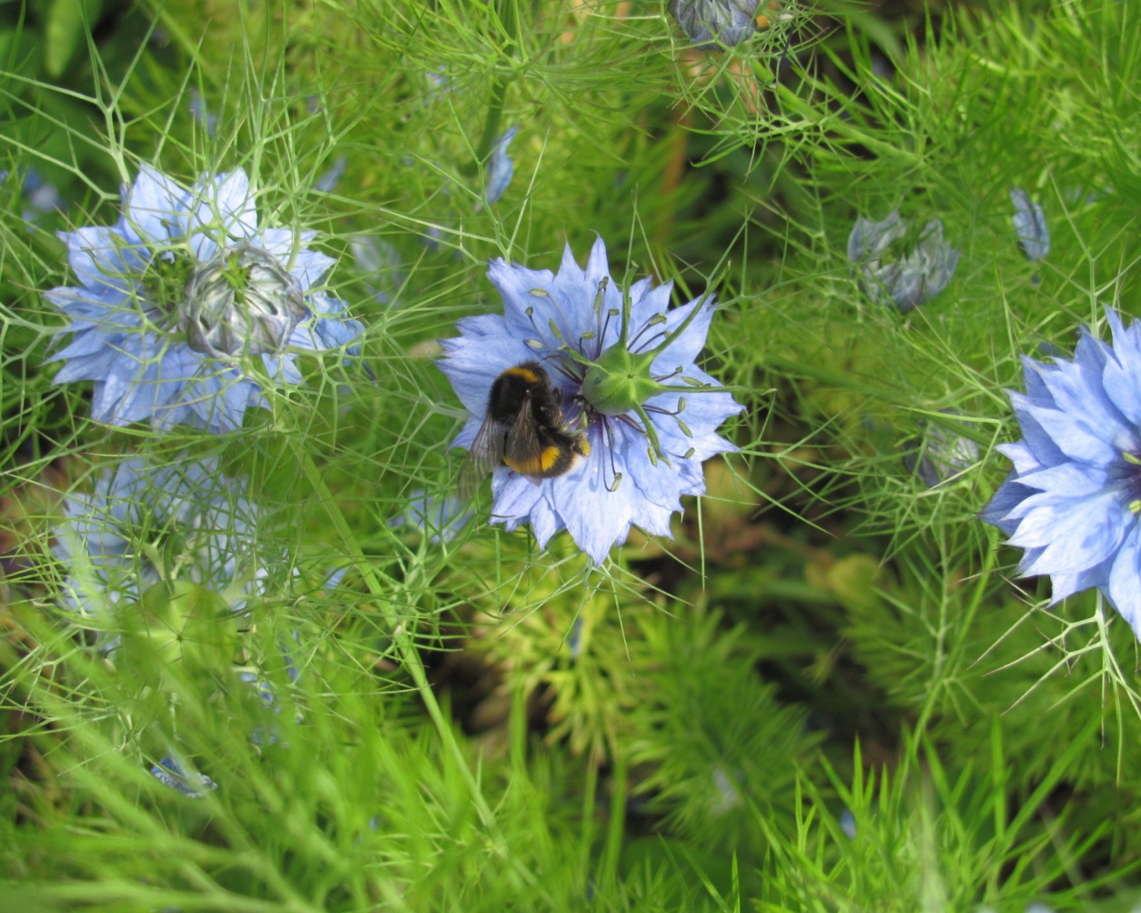 Шмель на голубом цветке