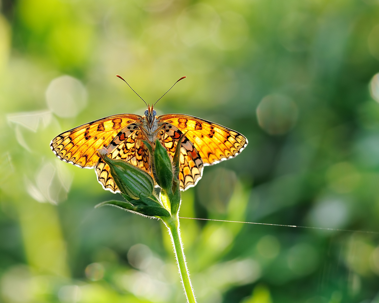 Бабочка на размытом фоне