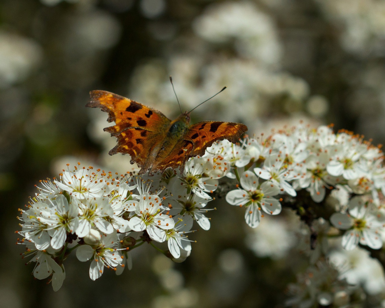 	   Butterfly on a flower-filled tree