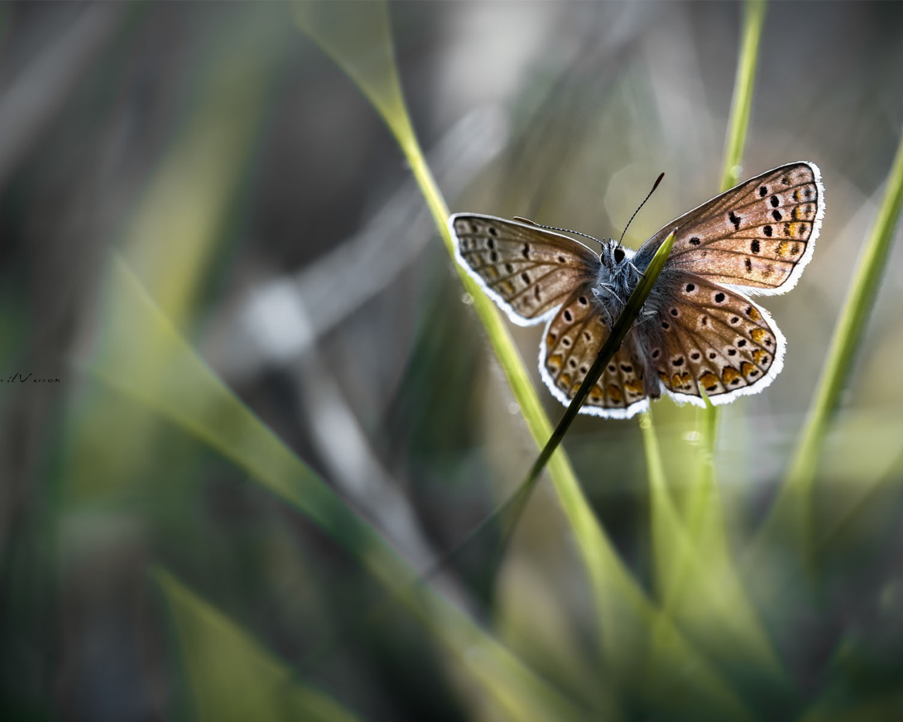 Бабочка на стебле