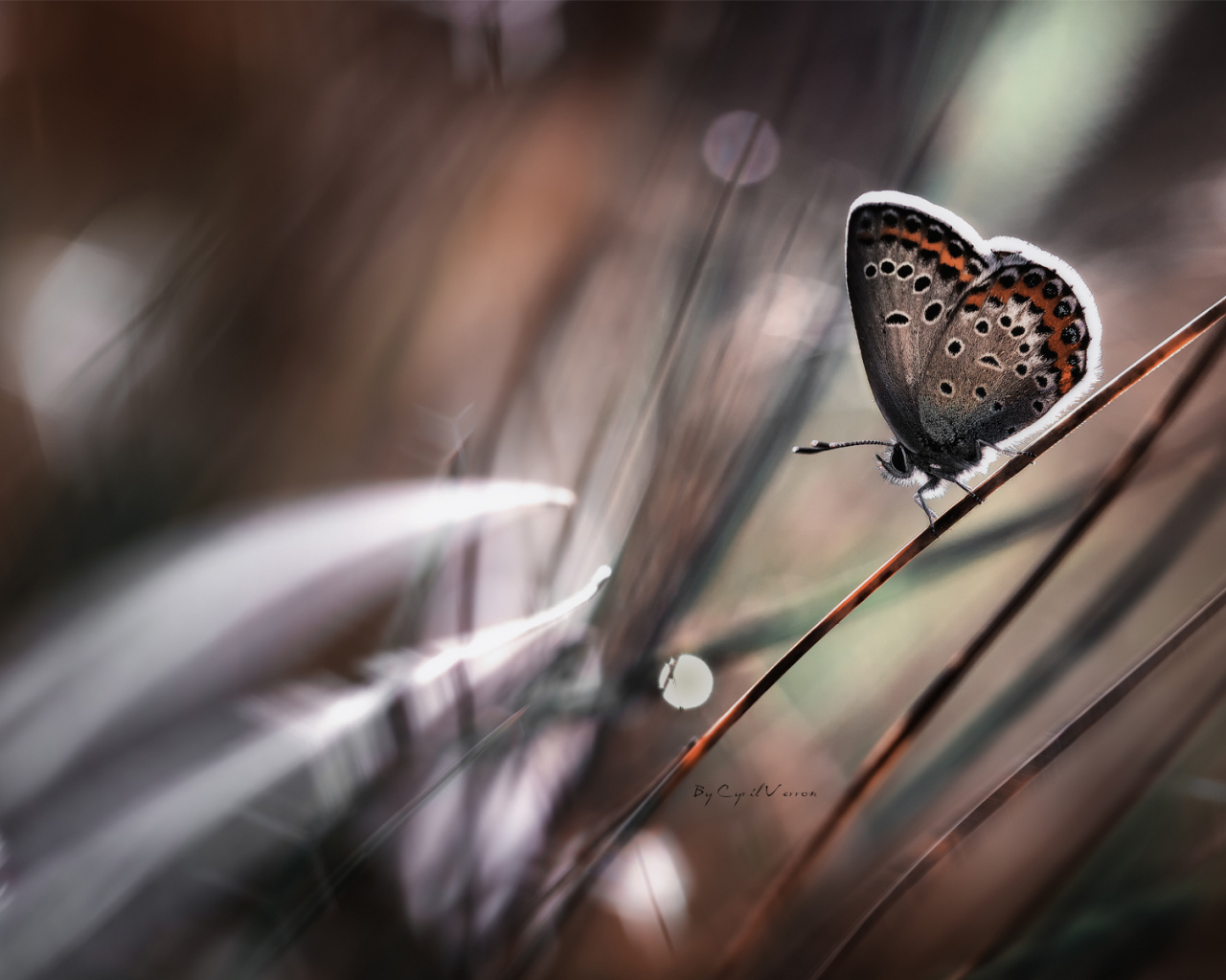 Бабочка на стебле