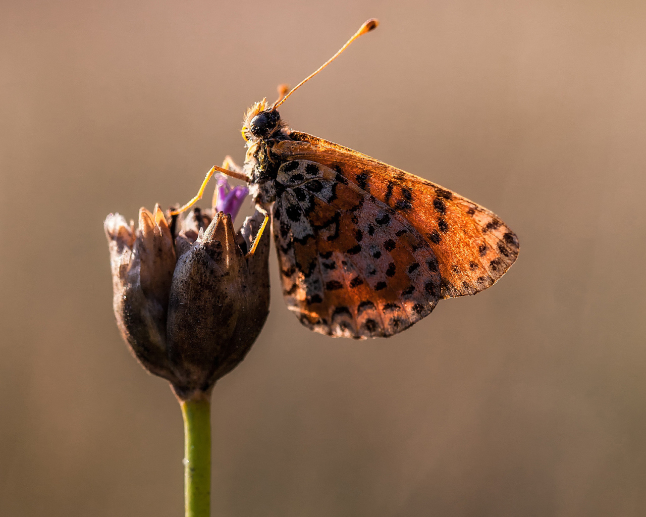 Бабочка на бутоне цветка