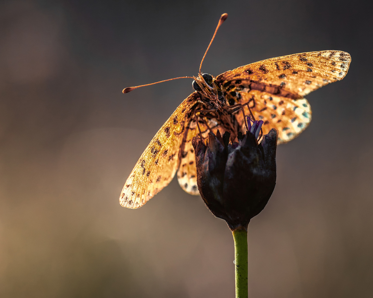 Бабочка на стебле цветка