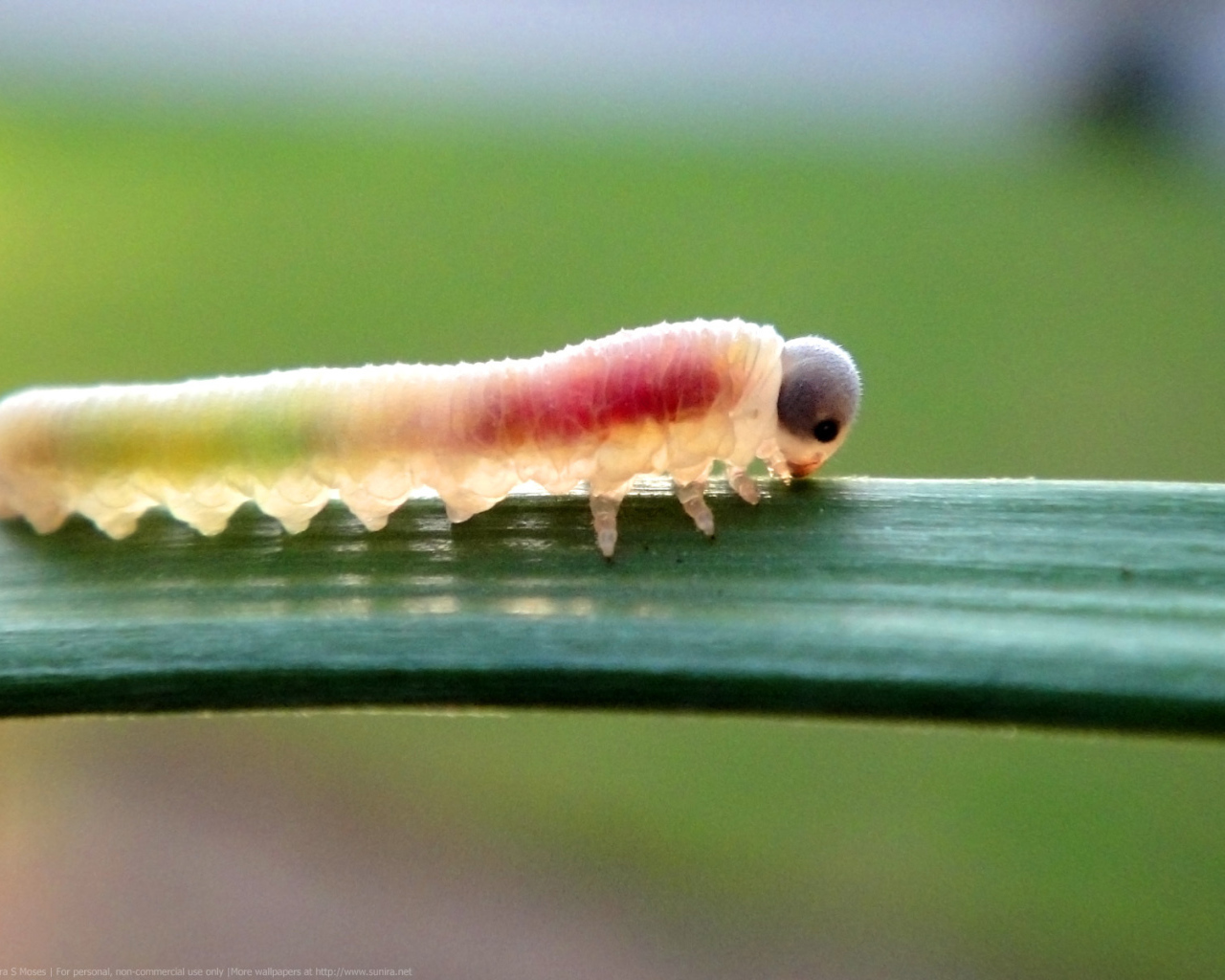 Гусеница на листке