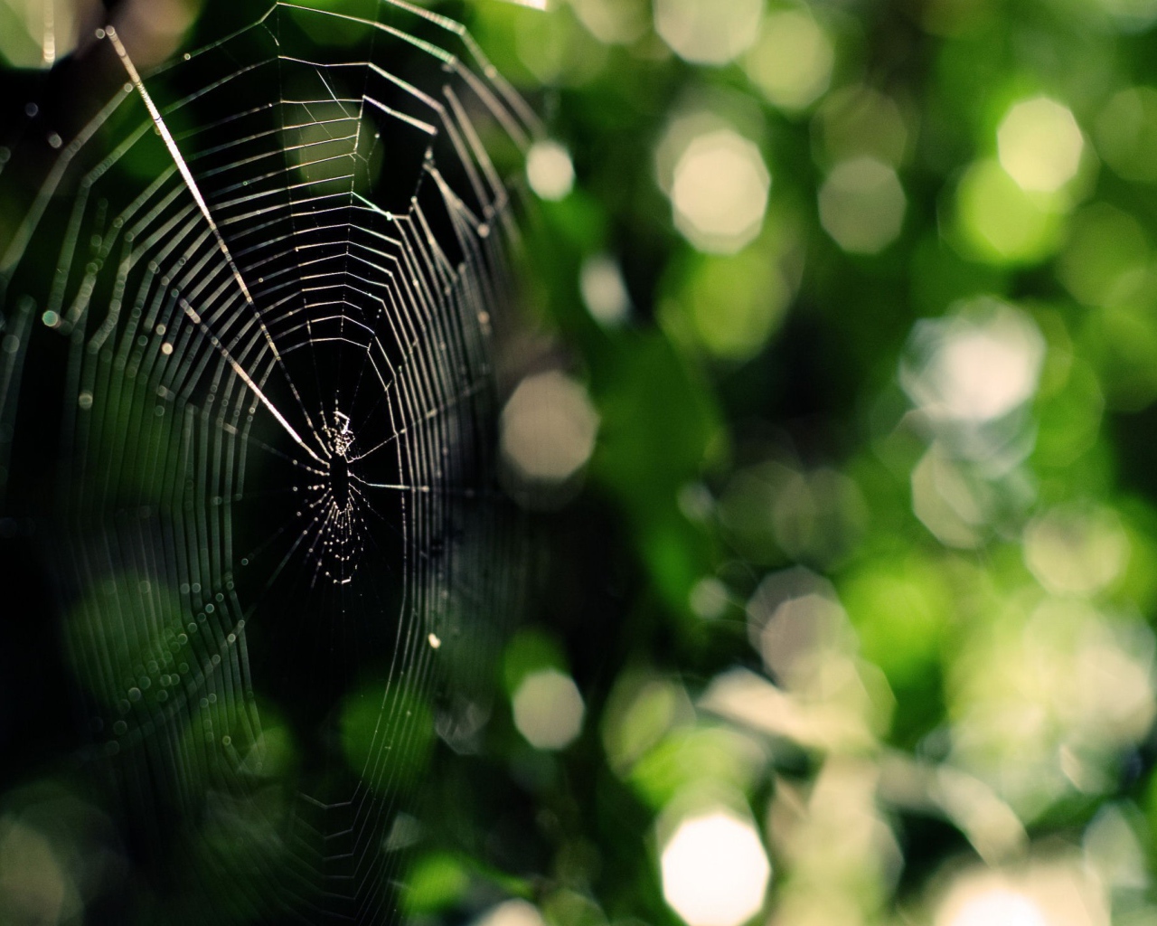 Паутина на зеленой природе