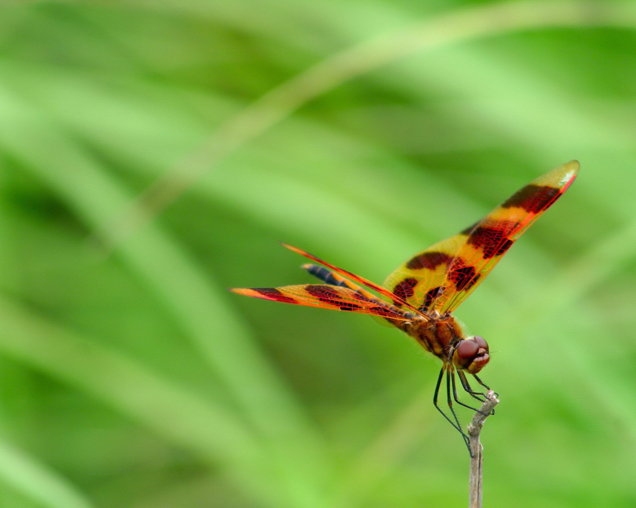 Цветная стрекоза