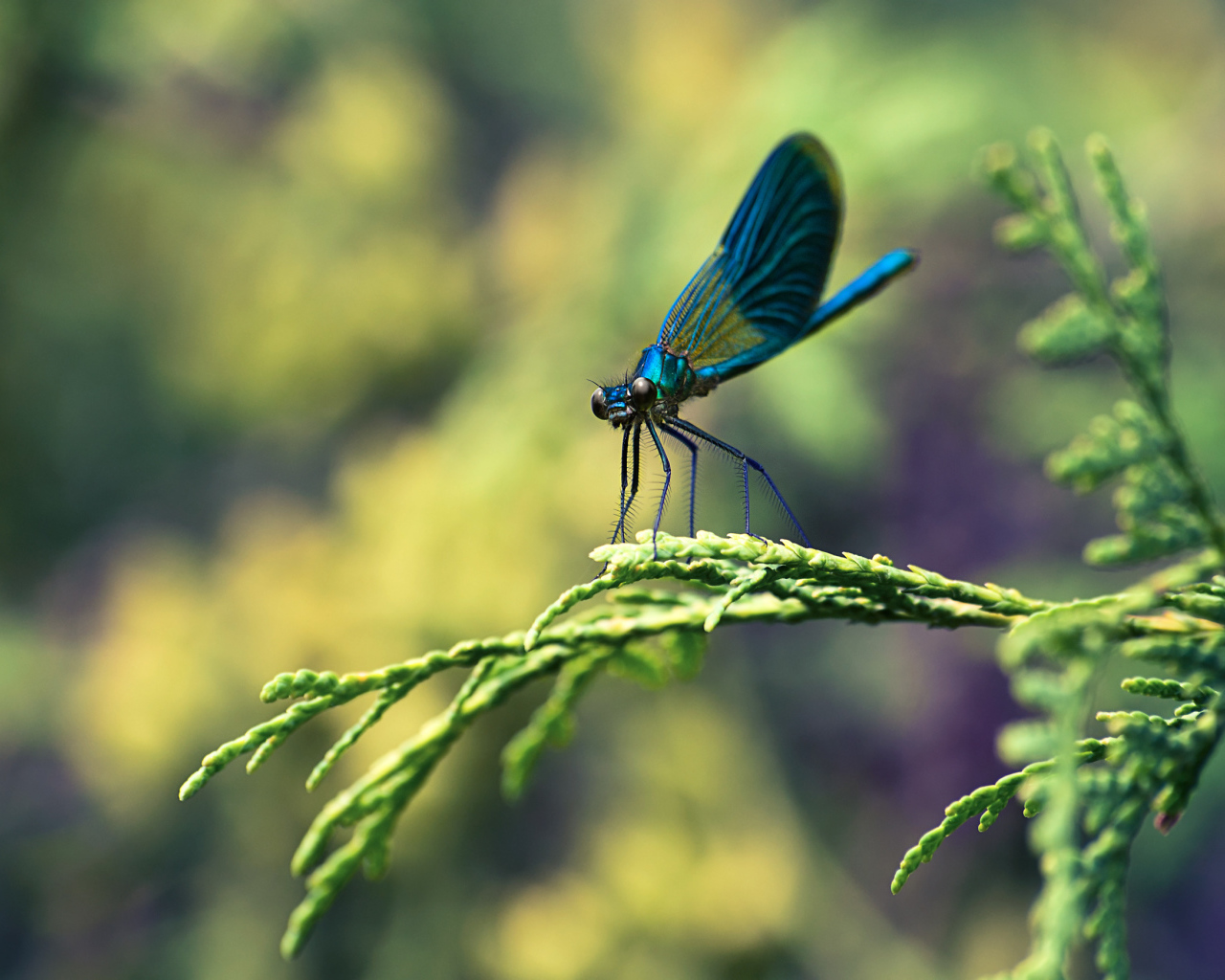 Стрекоза на ветке