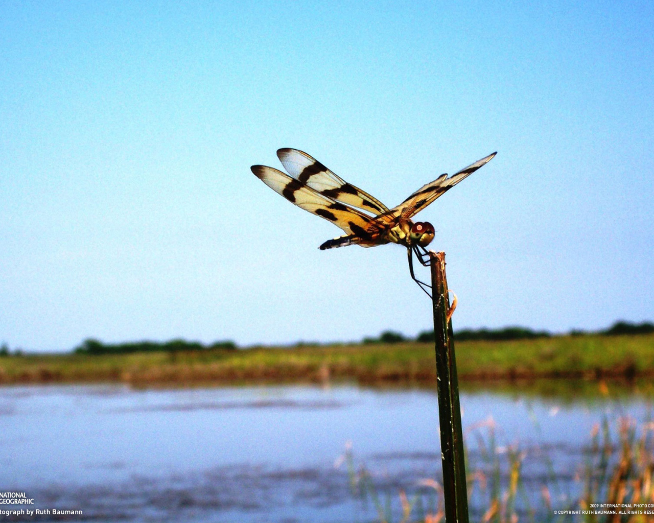 Стрекоза на палке