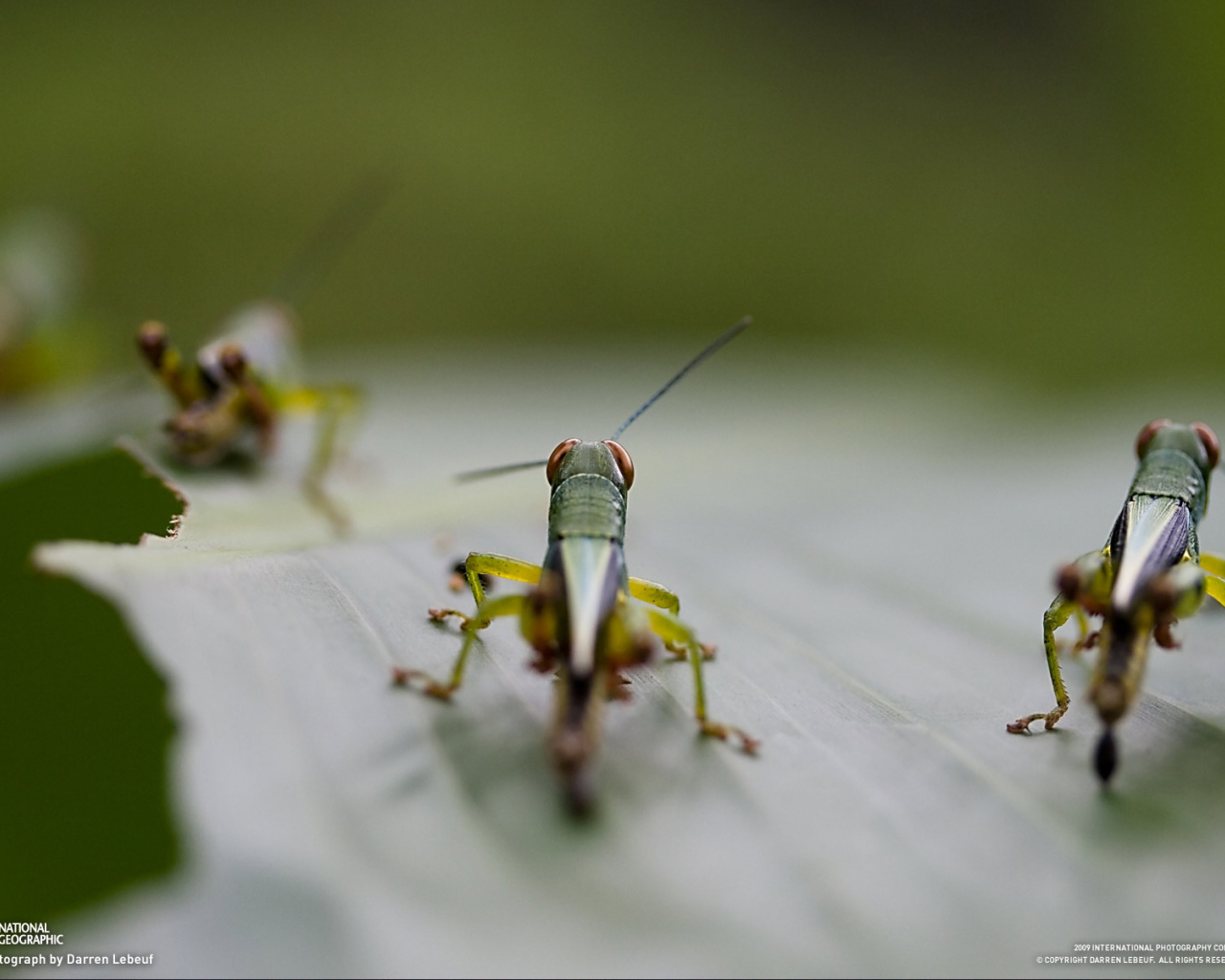 Саранча на листке