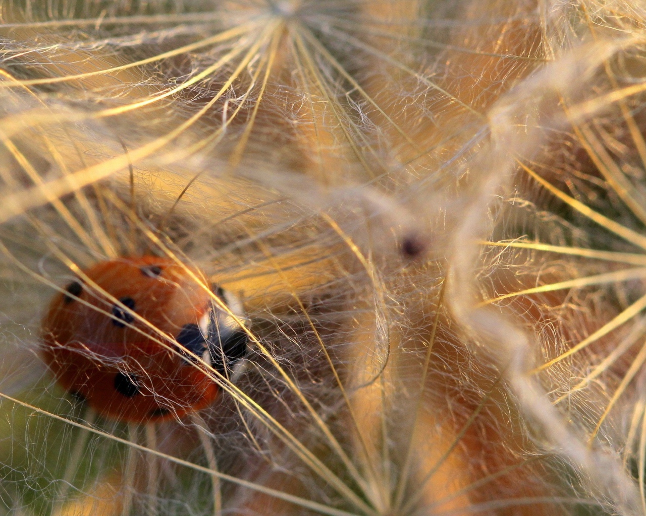 Божья коровка в паутине