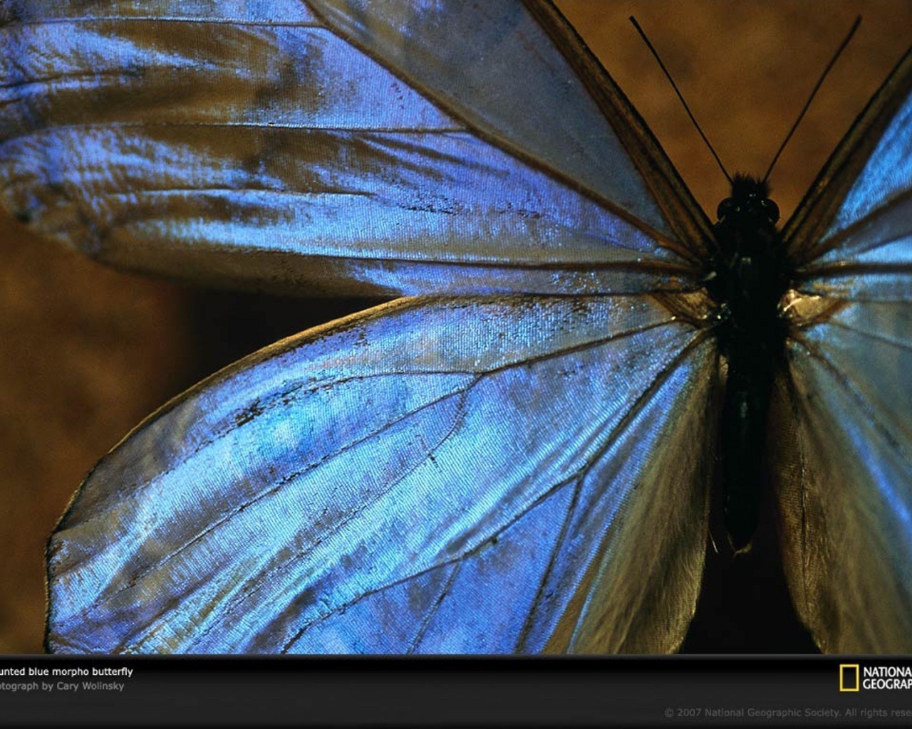 Большая голубая бабочка