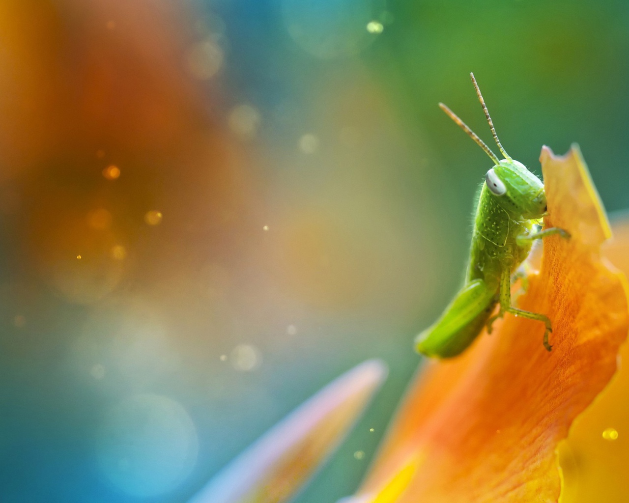 Саранча ест лист