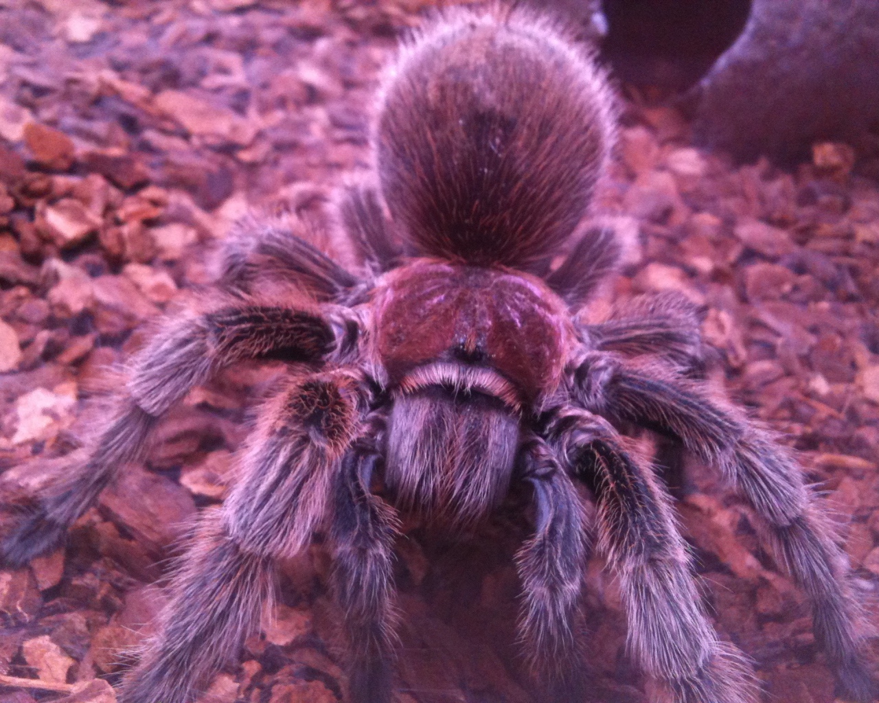 Паук тарантул