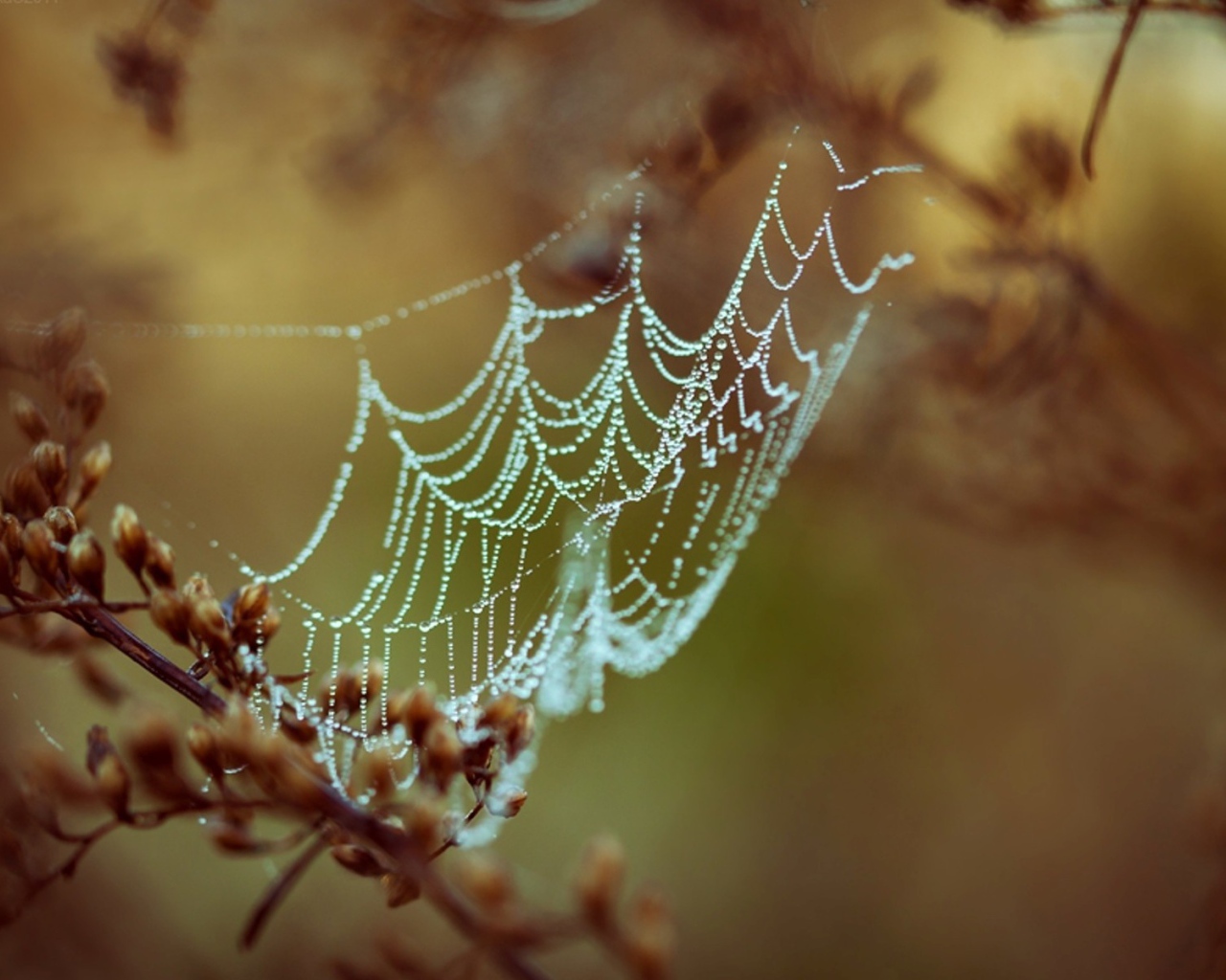 Паутина с каплями росы