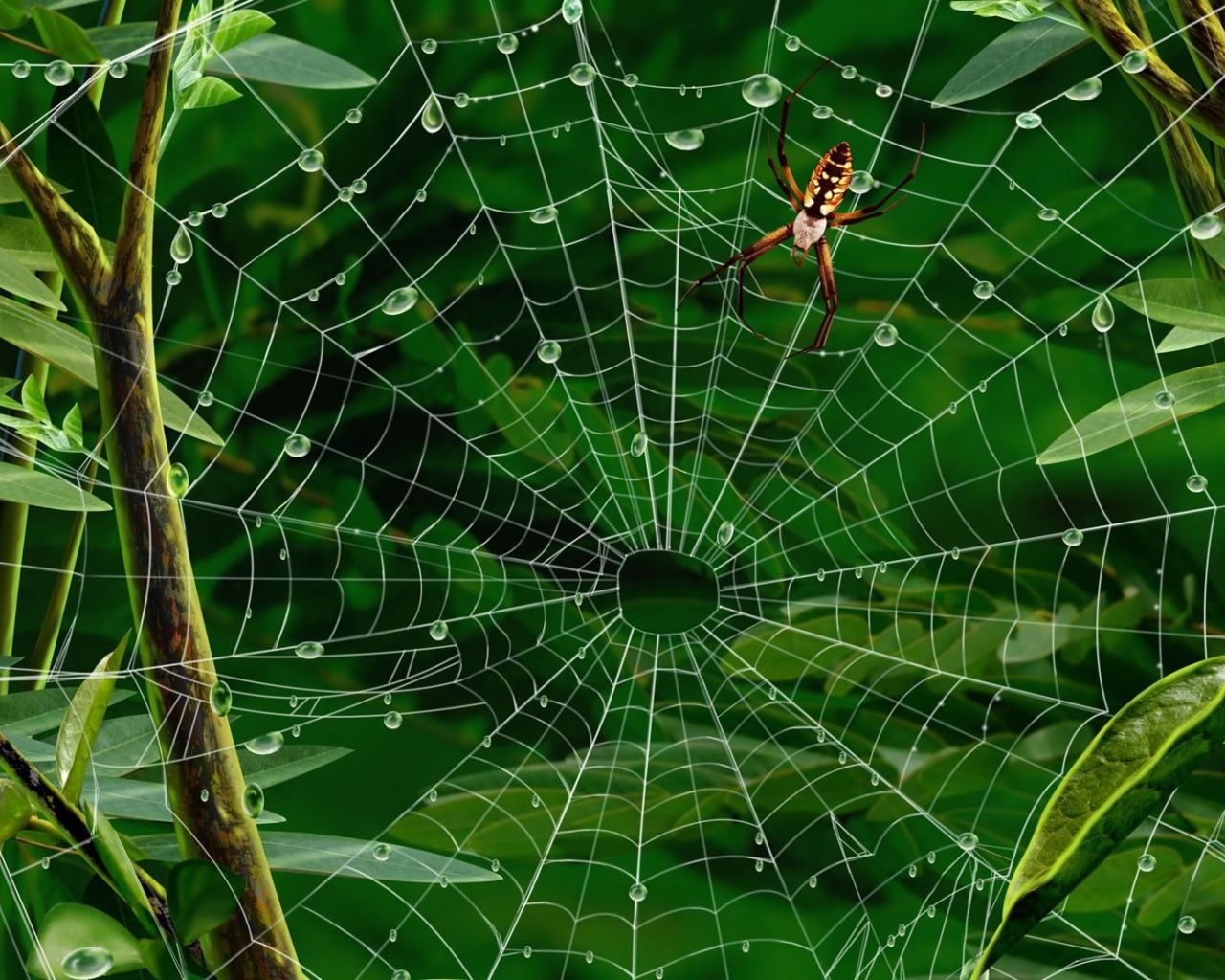 Паутина с каплями воды