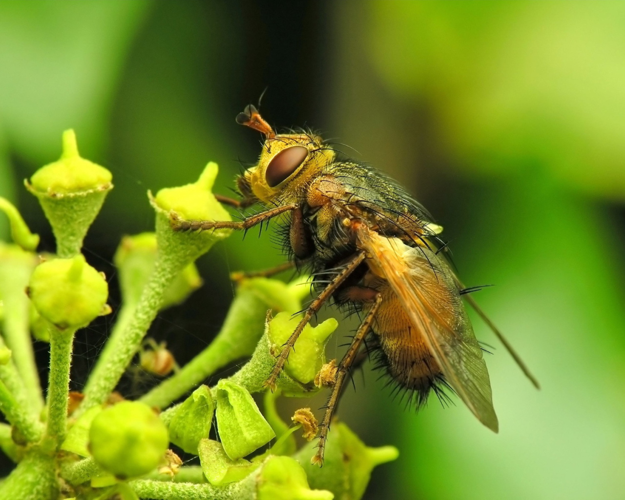 Муха на цветке
