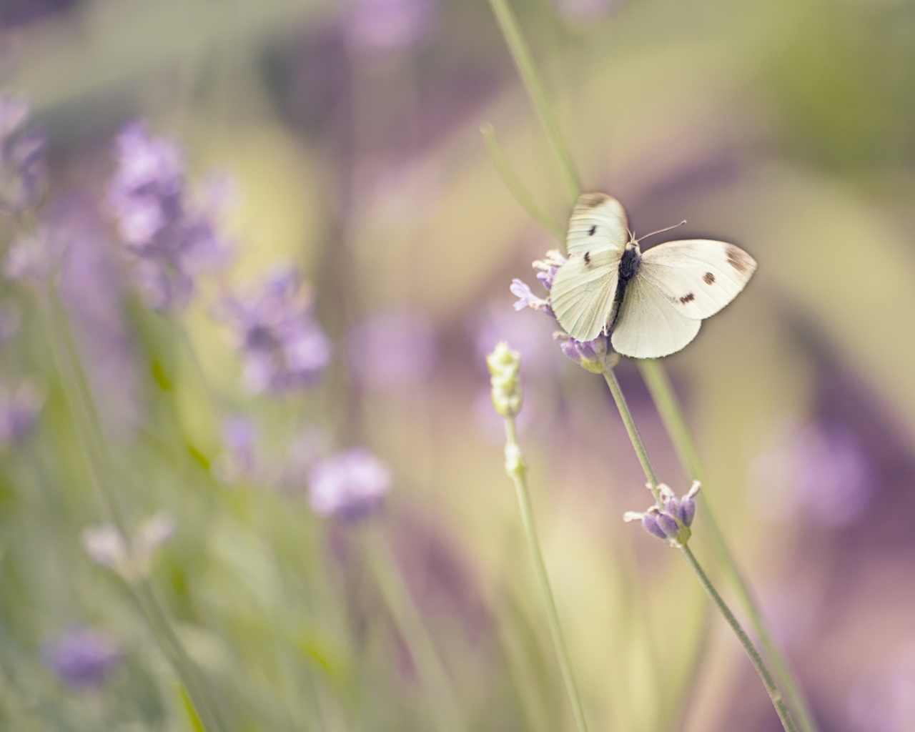 Белая бабочка