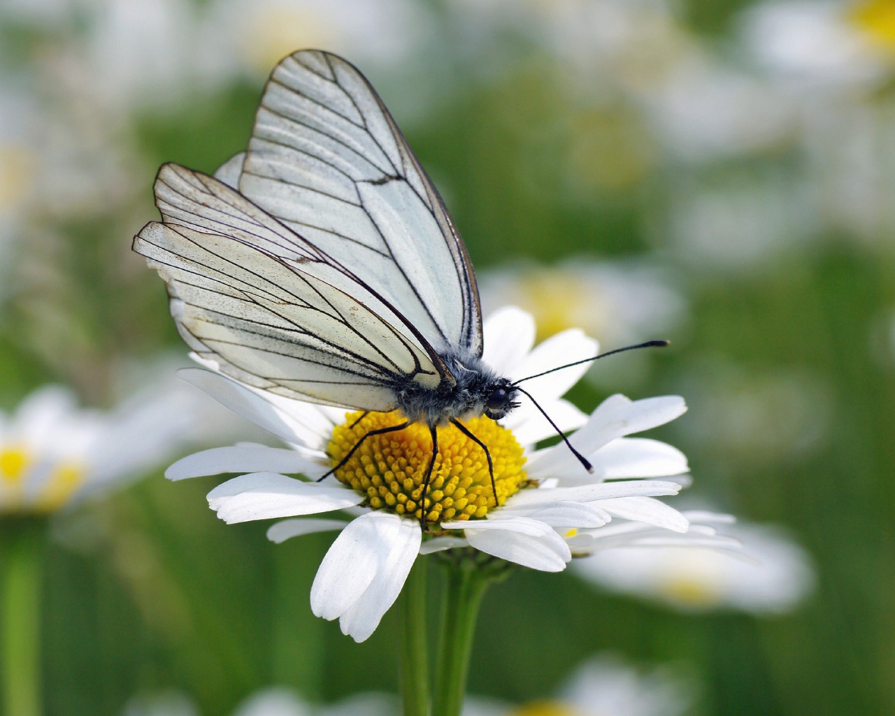 Белая бабочка на ромашке