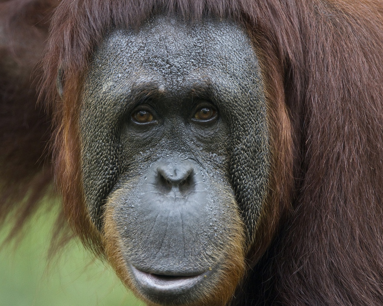 Портрет на память