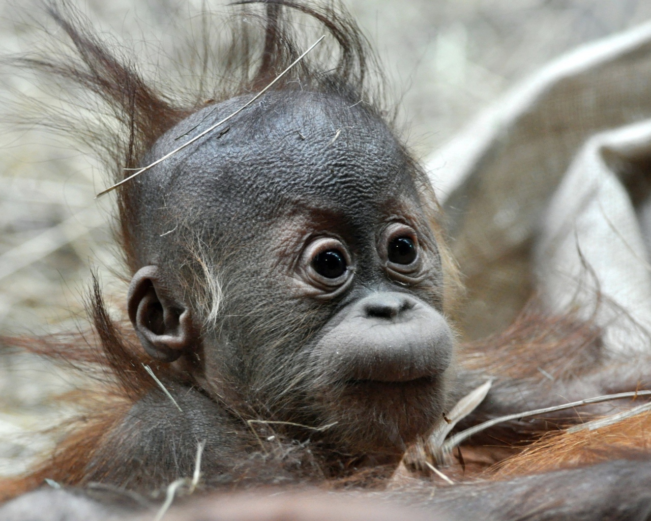 Детеныш обезьяны