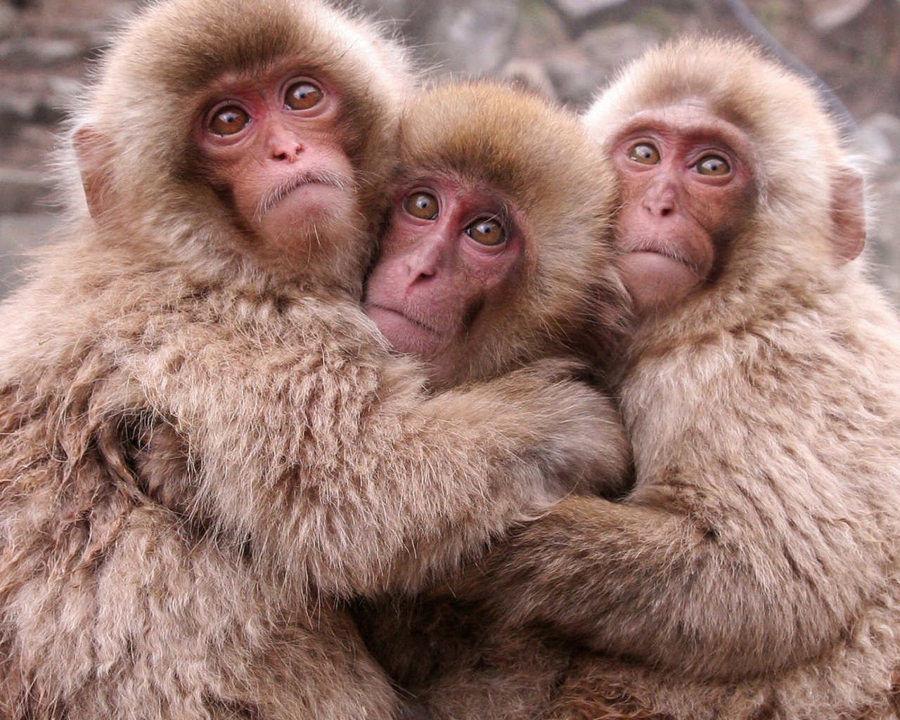 Японские макаки