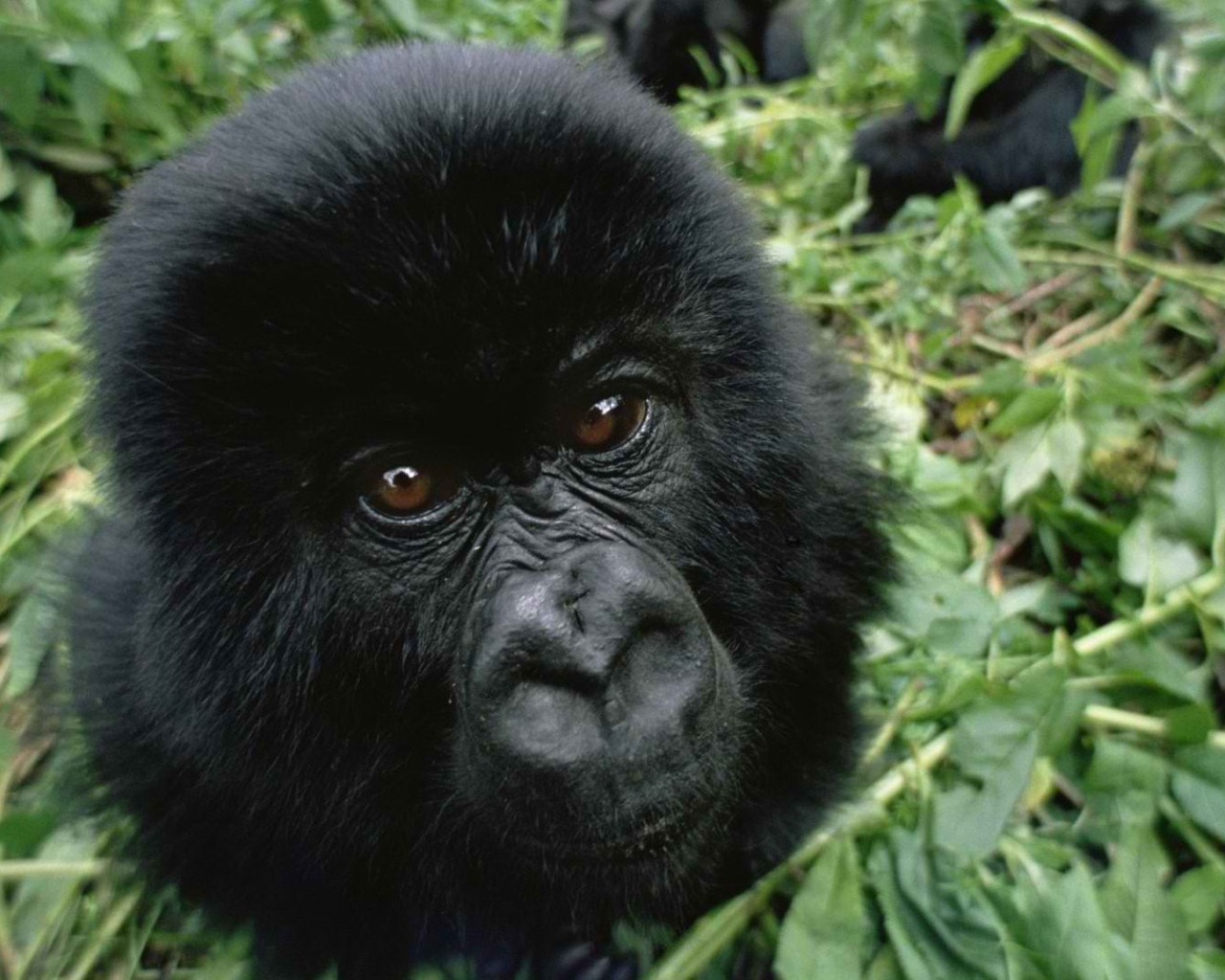 Взгляд детеныша гориллы