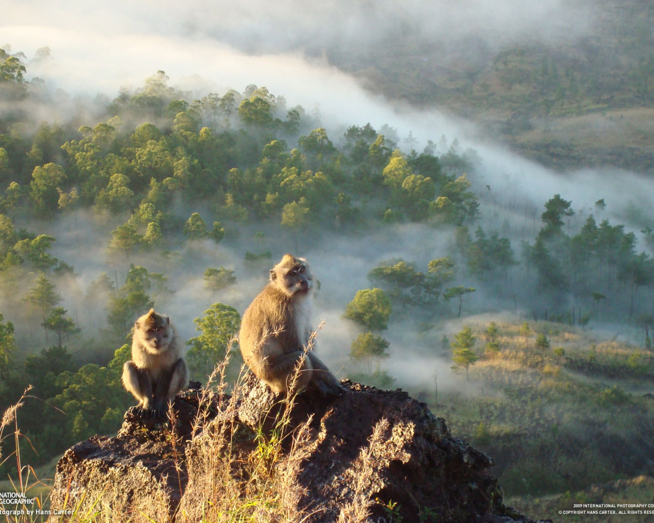 Обезьяны сидят на скале