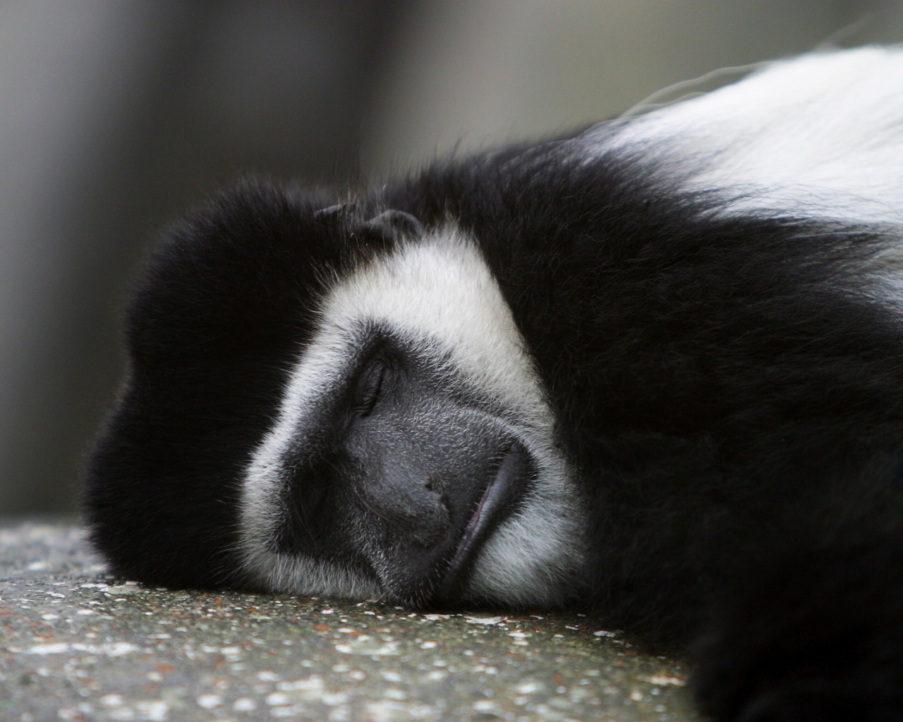 Обезьяна спит