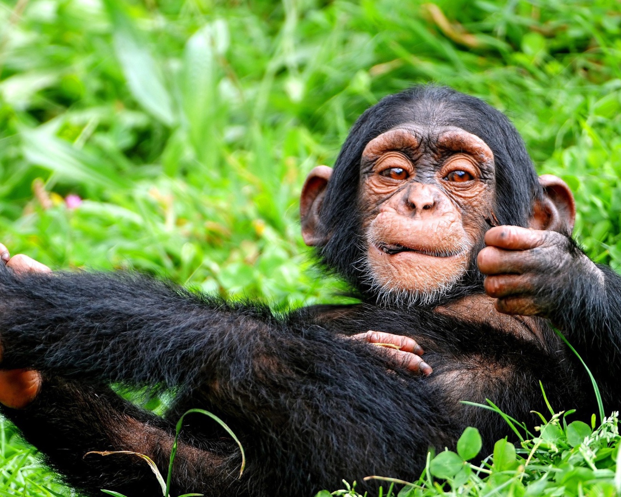 Детеныш обезьяны