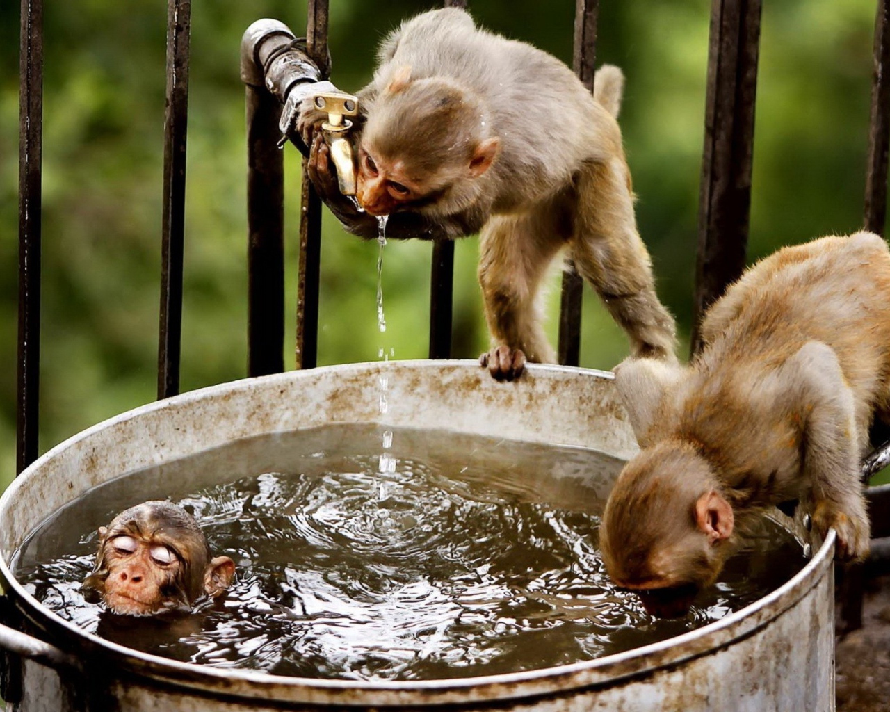 	  Monkey drink water and bathe