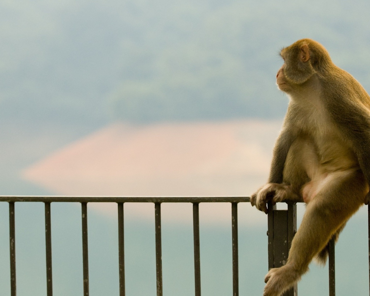 Обезьяна сидит на заборе