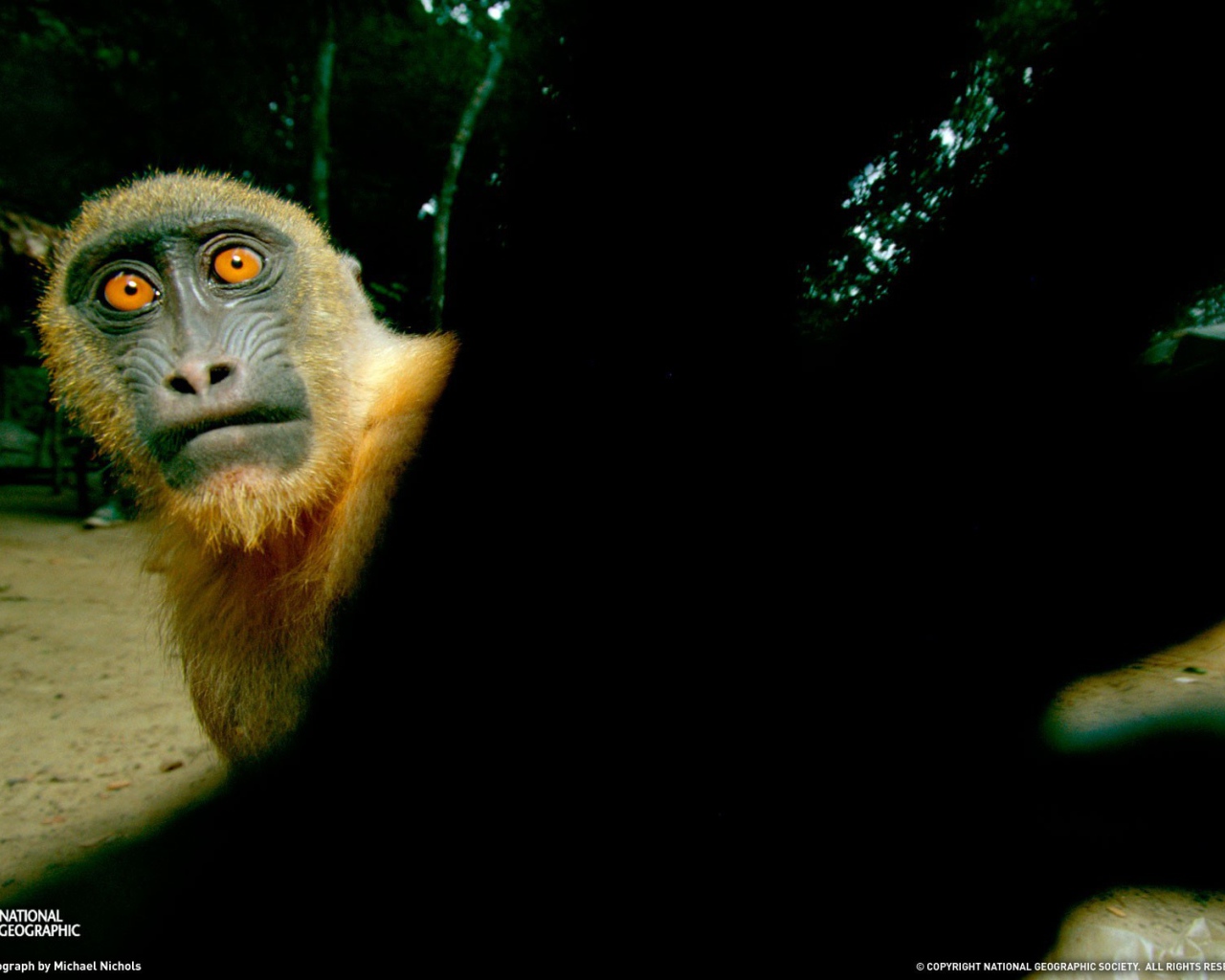 Обезьяна с желтыми глазами