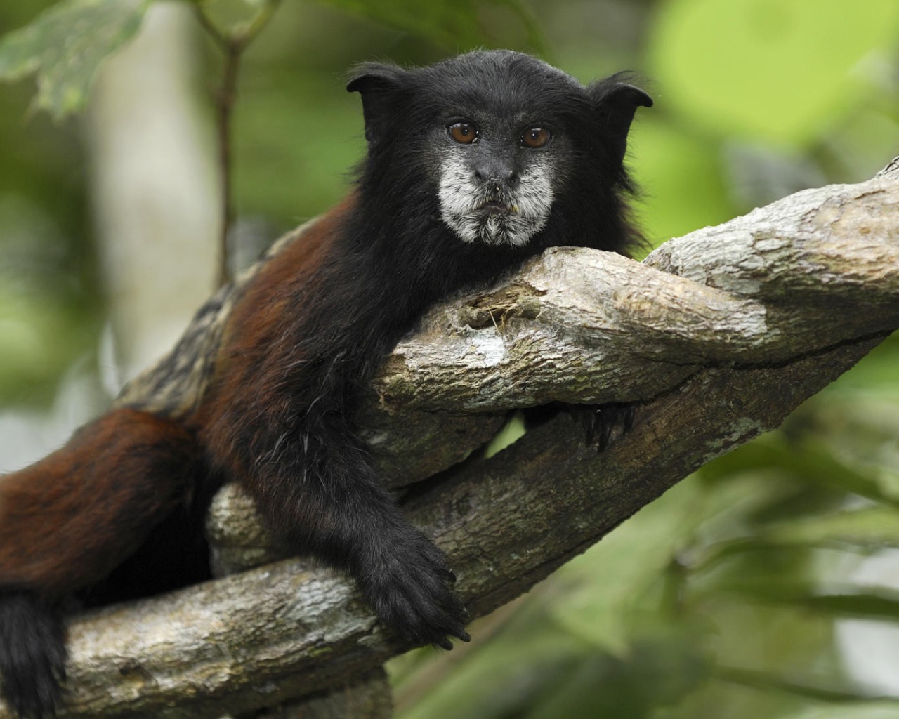 Тамарин в национальном парке Перу