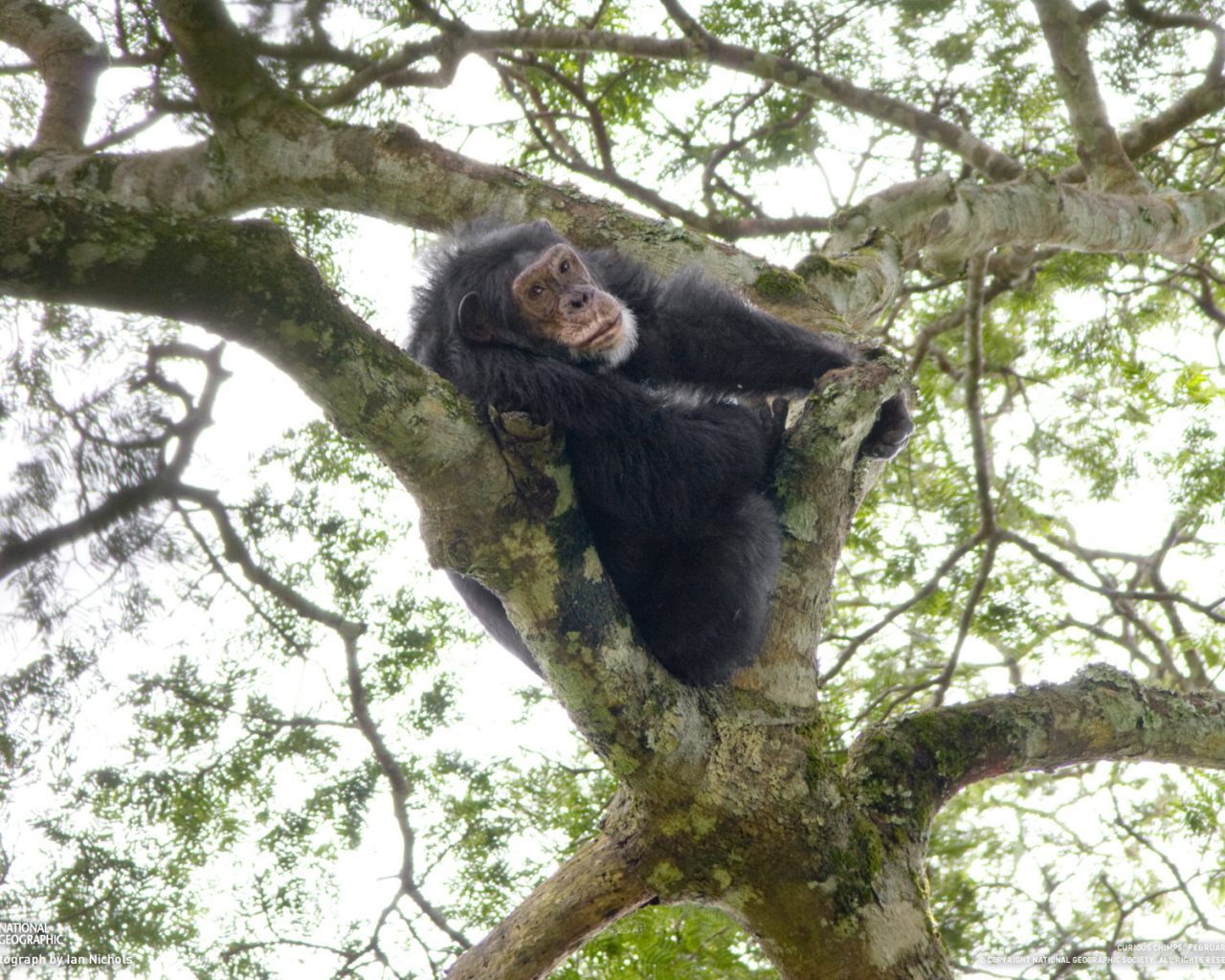 Шимпанзе на дереве