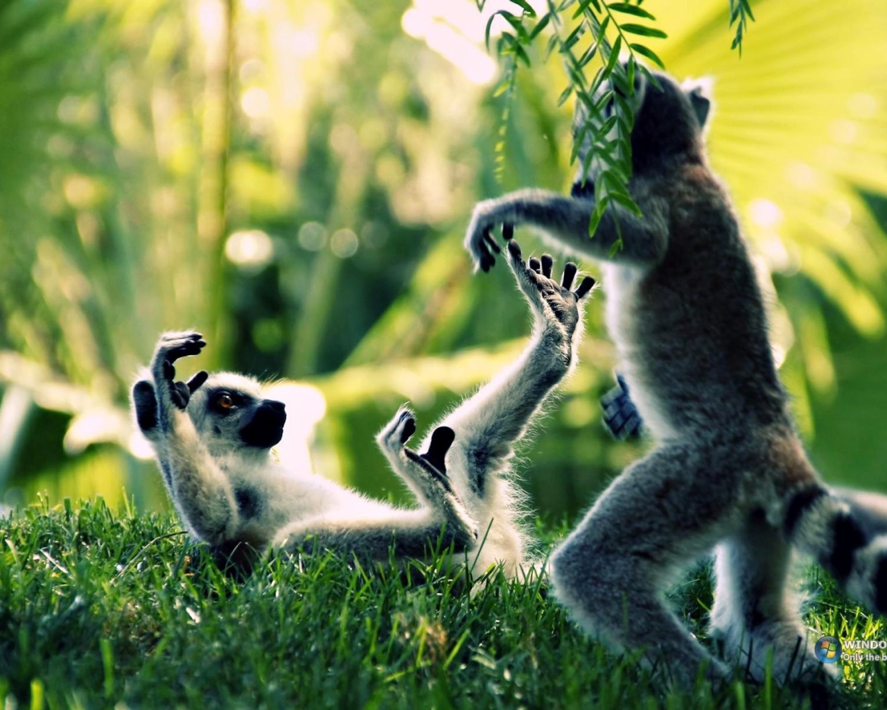 Обезьяны дерутся