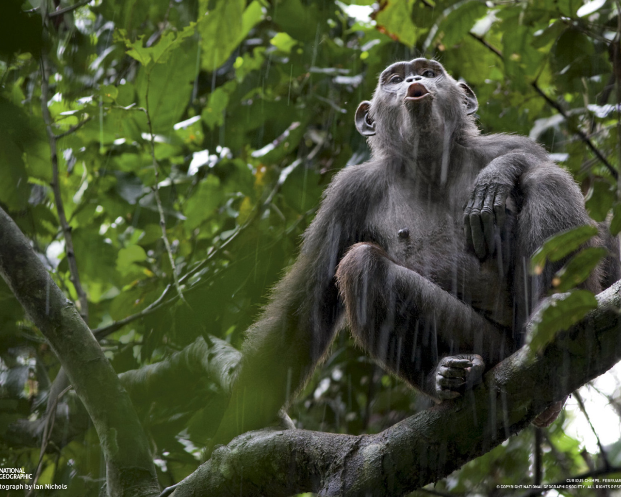 Обезьяна под дождем