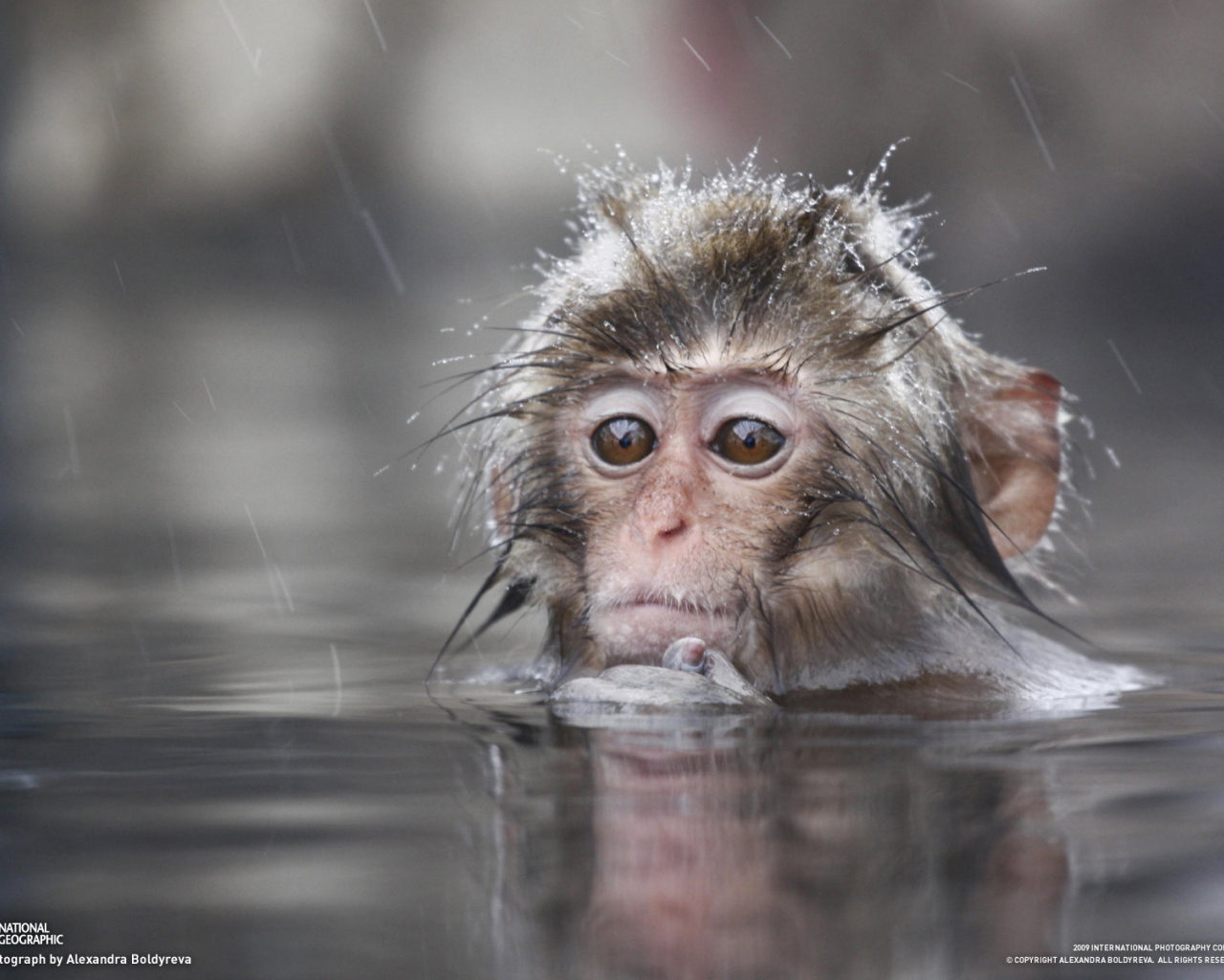 Обезьяна в воде