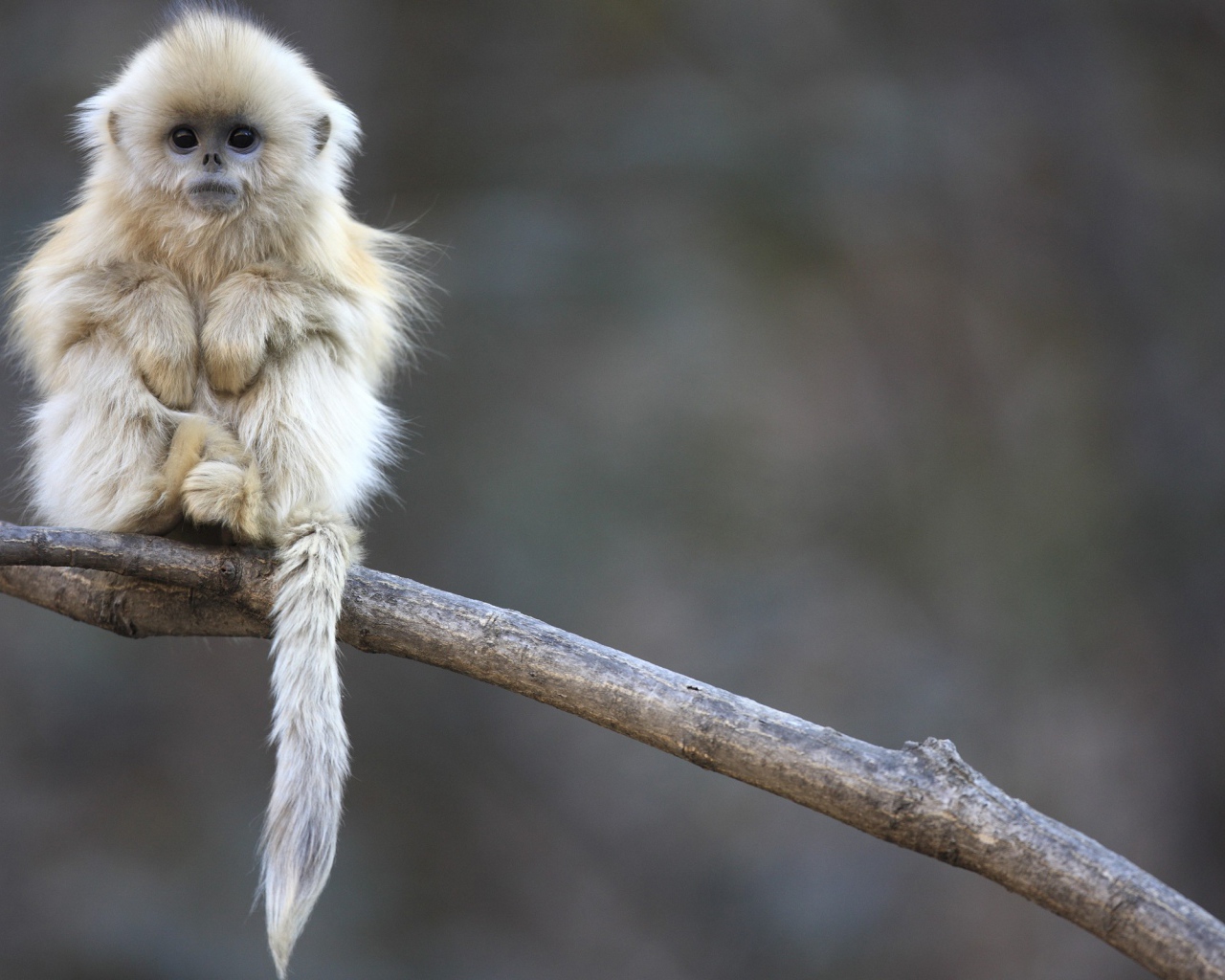 Маленькая обезьянка сидит на ветке