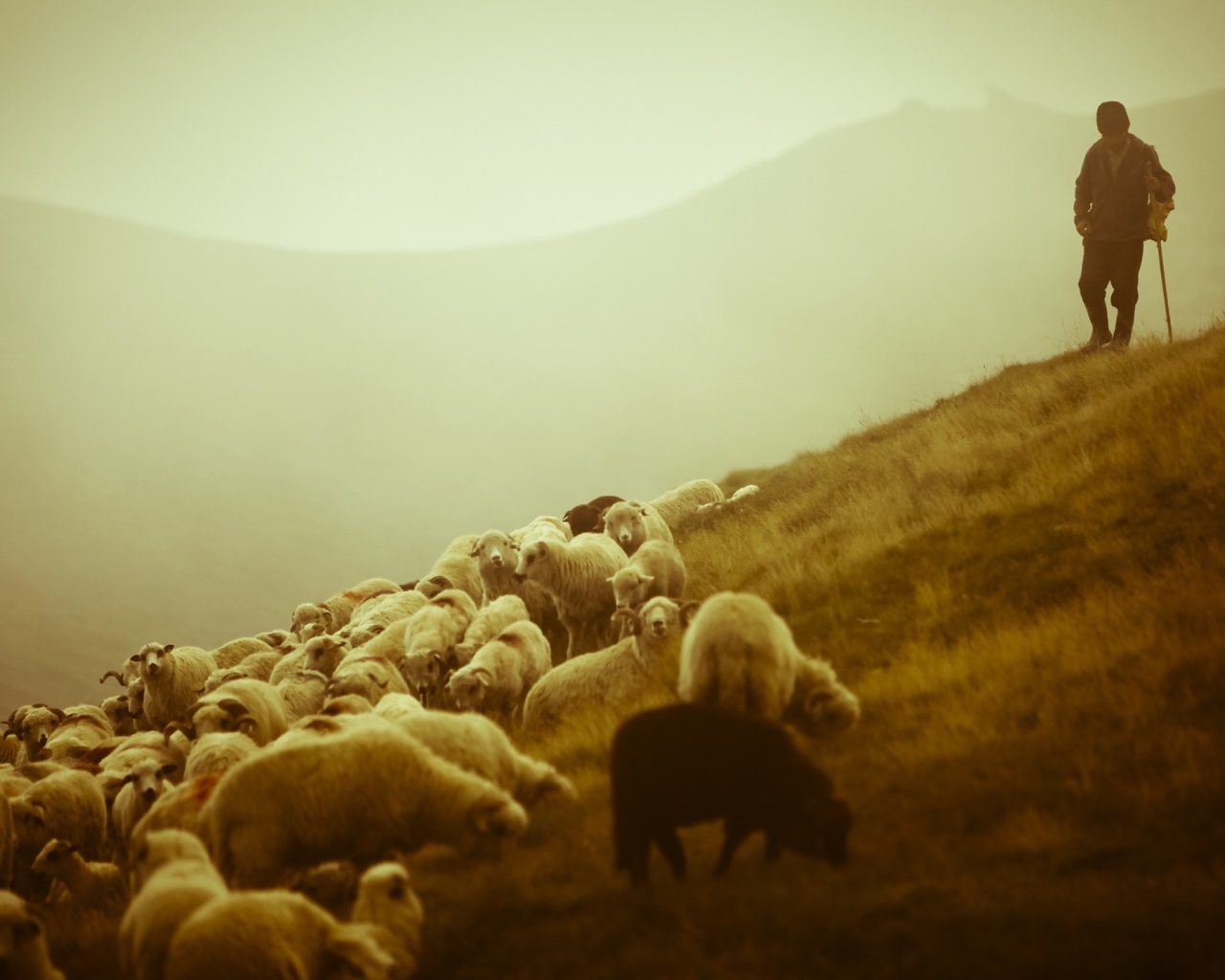 Пастух и отара овец
