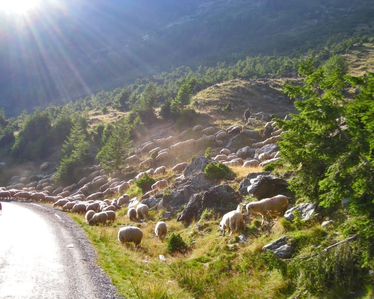 Стадо овец переходит дорогу
