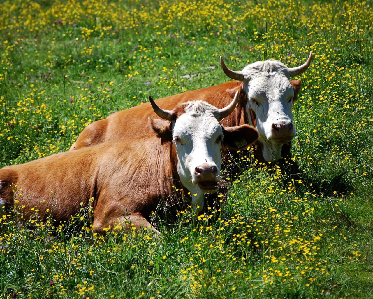 Коровы лежат в траве