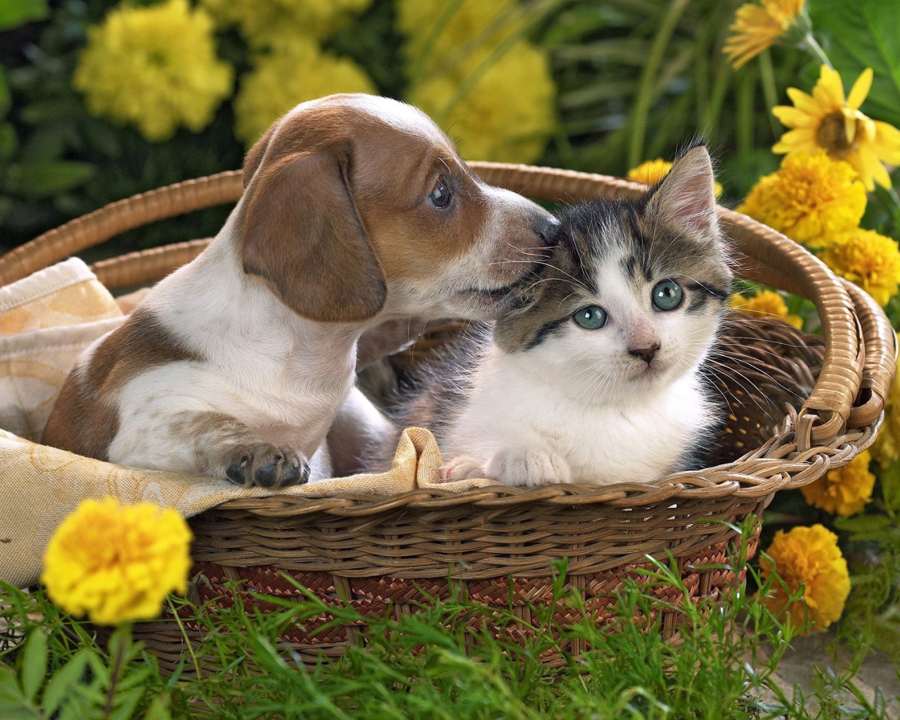 	   Puppy and kitty in one basket