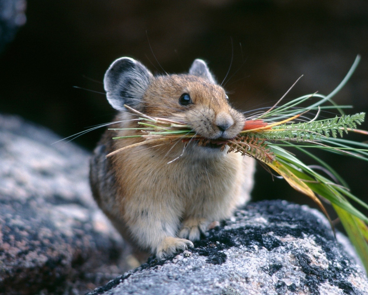 Хомяк с травой