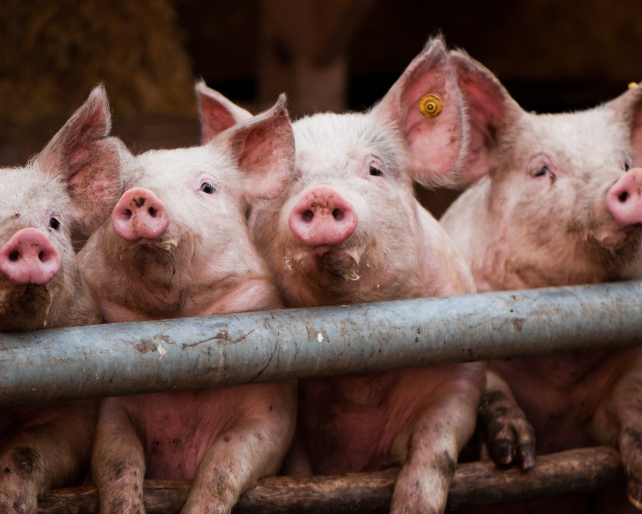 Свиньи позируют фотографу