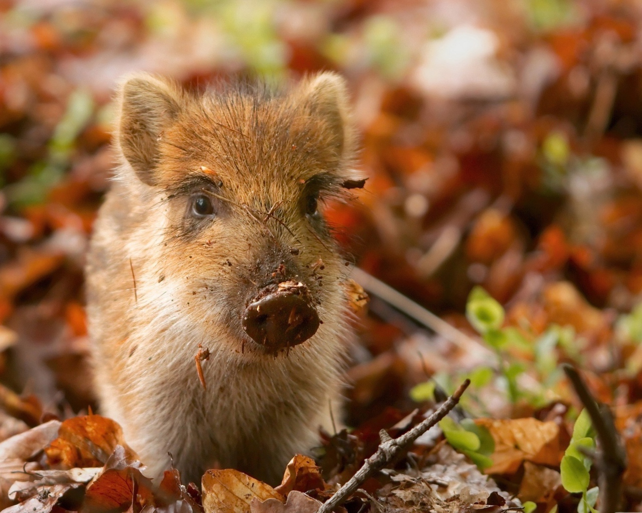 Маленький дикий поросенок