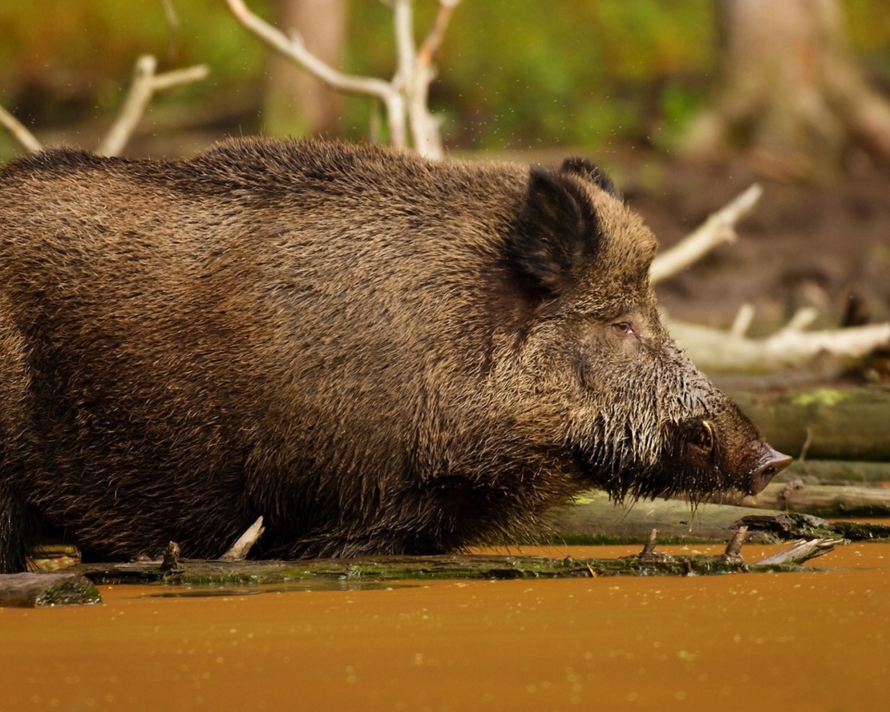 Кабан в болоте